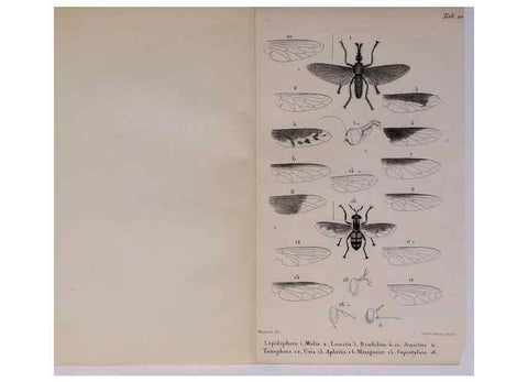 Reproducción/Reproduction 48602175952: Diptères exotiques nouveaux ou peu connus. Paris :Roret,1838-[43]. 