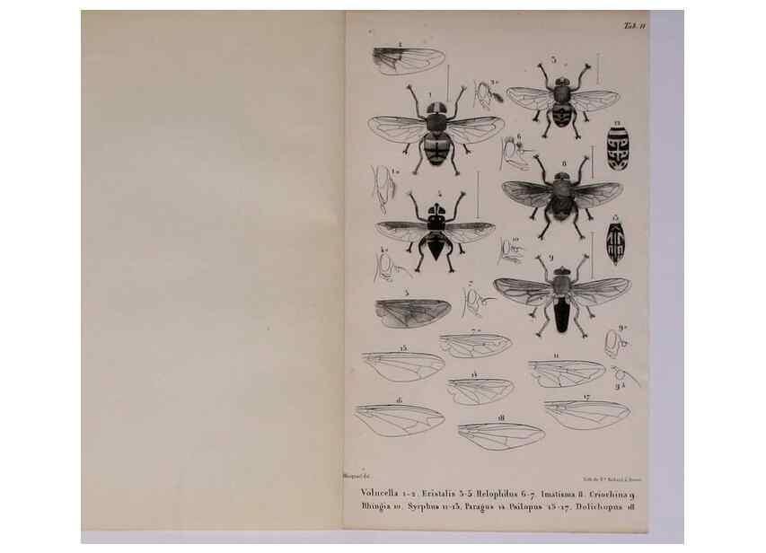 Reproducción/Reproduction 48602176202: Diptères exotiques nouveaux ou peu connus. Paris :Roret,1838-[43]. 