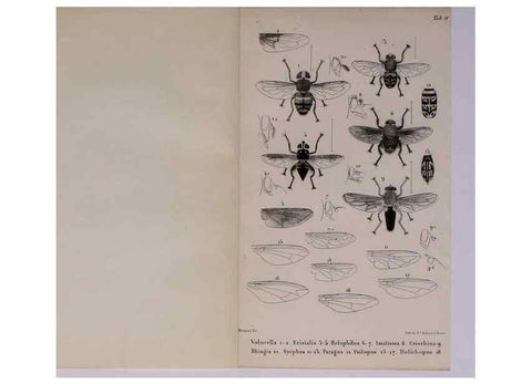Reproducción/Reproduction 48602176202: Diptères exotiques nouveaux ou peu connus. Paris :Roret,1838-[43]. 