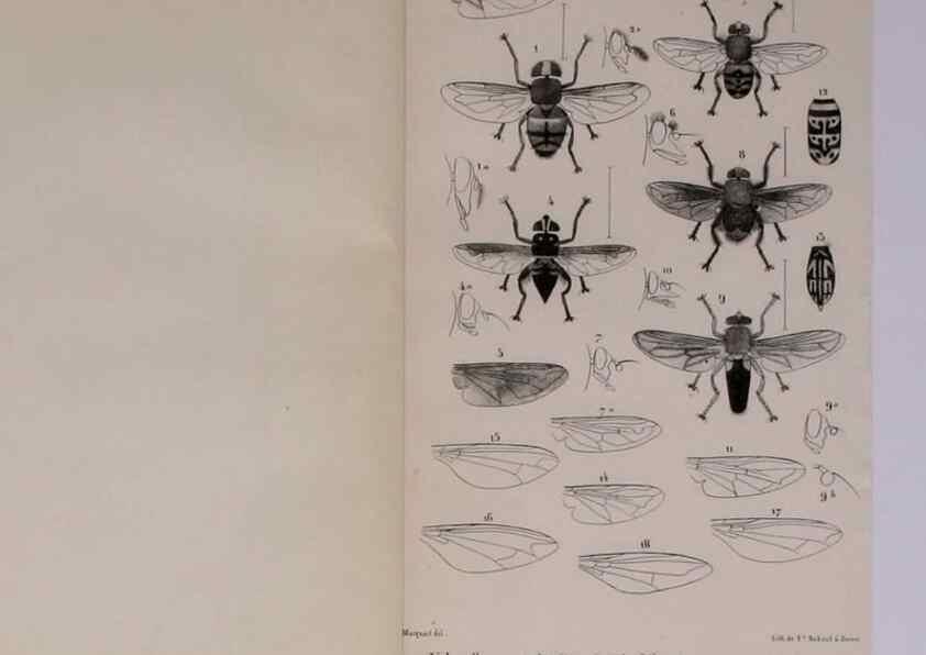 Reproducción/Reproduction 48602176202: Diptères exotiques nouveaux ou peu connus. Paris :Roret,1838-[43]. 