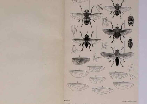 Reproducción/Reproduction 48602176202: Diptères exotiques nouveaux ou peu connus. Paris :Roret,1838-[43]. 