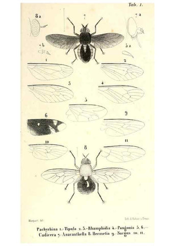 Reproducción/Reproduction 48602106352: Diptères exotiques nouveaux ou peu connus. Paris :Roret,1838-[43]. 