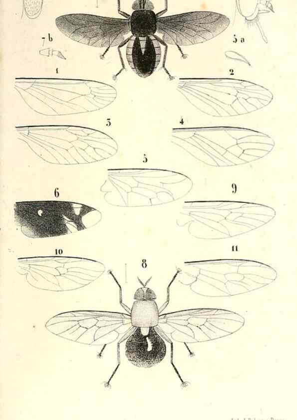 Reproducción/Reproduction 48602106352: Diptères exotiques nouveaux ou peu connus. Paris :Roret,1838-[43]. 