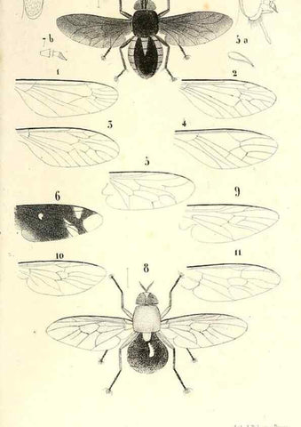 Reproducción/Reproduction 48602106352: Diptères exotiques nouveaux ou peu connus. Paris :Roret,1838-[43]. 