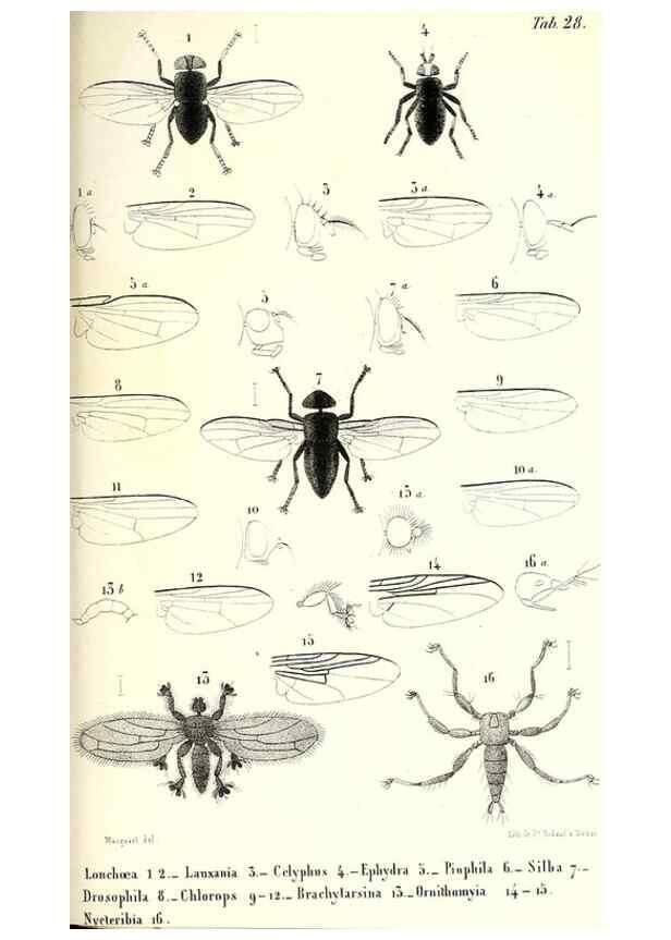Reproducción/Reproduction 48602105927: Diptères exotiques nouveaux ou peu connus. Paris :Roret,1838-[43]. 