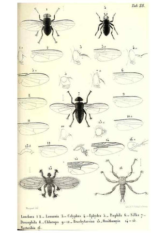 Reproducción/Reproduction 48602105927: Diptères exotiques nouveaux ou peu connus. Paris :Roret,1838-[43]. 