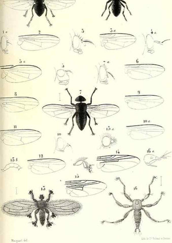 Reproducción/Reproduction 48602105927: Diptères exotiques nouveaux ou peu connus. Paris :Roret,1838-[43]. 