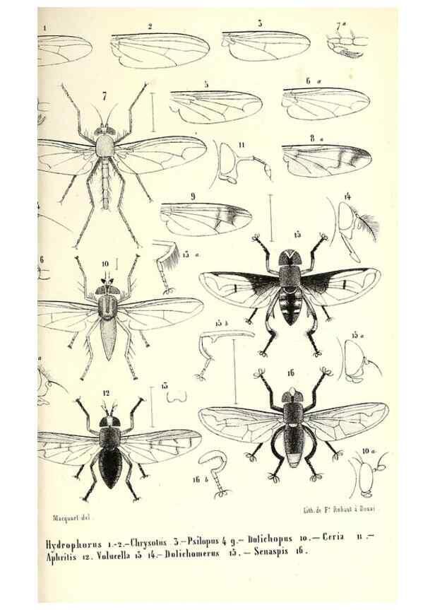 Reproducción/Reproduction 48601962336: Diptères exotiques nouveaux ou peu connus. Paris :Roret,1838-[43]. 