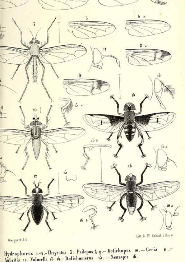 Reproducción/Reproduction 48601962336: Diptères exotiques nouveaux ou peu connus. Paris :Roret,1838-[43]. 