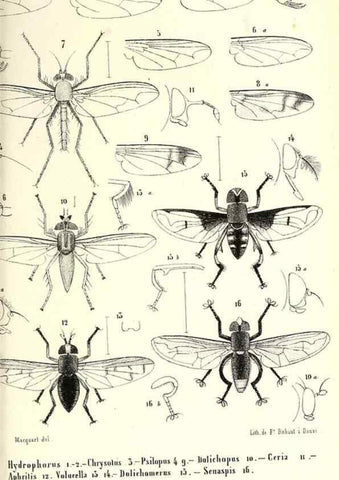 Reproducción/Reproduction 48601962336: Diptères exotiques nouveaux ou peu connus. Paris :Roret,1838-[43]. 