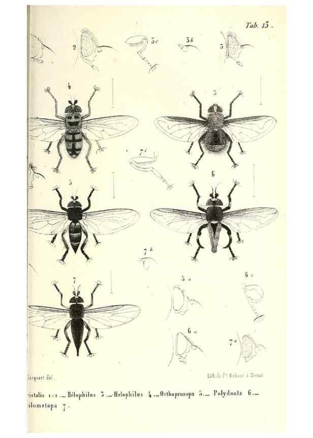 Reproducción/Reproduction 48601962806: Diptères exotiques nouveaux ou peu connus. Paris :Roret,1838-[43]. 