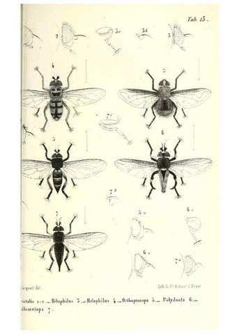 Reproducción/Reproduction 48601962806: Diptères exotiques nouveaux ou peu connus. Paris :Roret,1838-[43]. 
