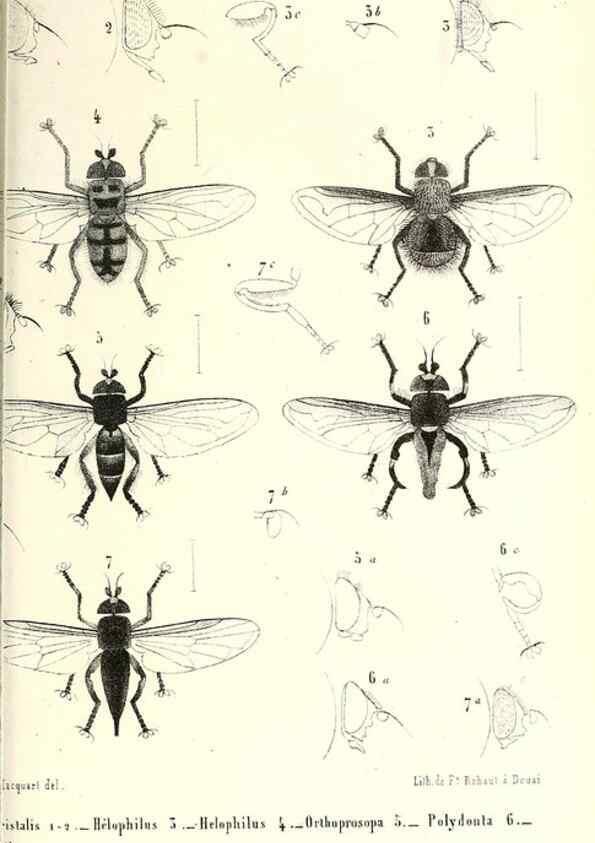 Reproducción/Reproduction 48601962806: Diptères exotiques nouveaux ou peu connus. Paris :Roret,1838-[43]. 