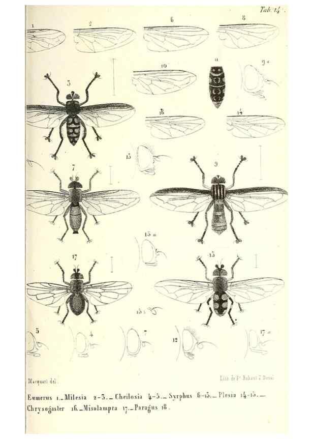 Reproducción/Reproduction 48601963291: Diptères exotiques nouveaux ou peu connus. Paris :Roret,1838-[43]. 