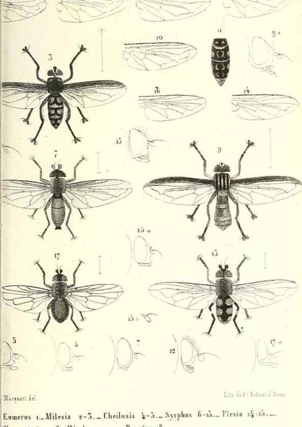 Reproducción/Reproduction 48601963291: Diptères exotiques nouveaux ou peu connus. Paris :Roret,1838-[43]. 