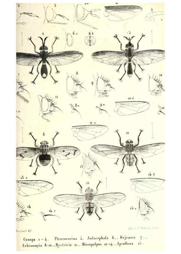 Reproducción/Reproduction 48601963831: Diptères exotiques nouveaux ou peu connus. Paris :Roret,1838-[43]. 