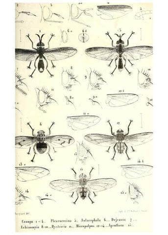 Reproducción/Reproduction 48601963831: Diptères exotiques nouveaux ou peu connus. Paris :Roret,1838-[43]. 