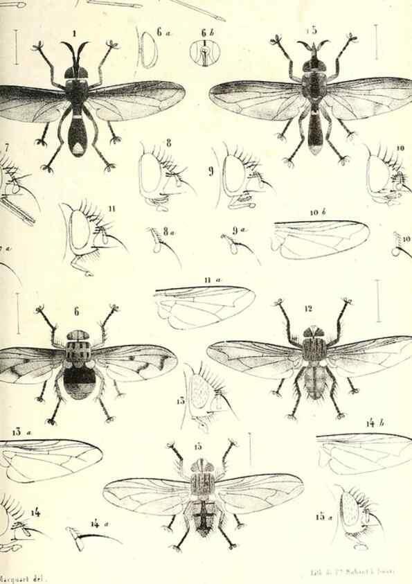 Reproducción/Reproduction 48601963831: Diptères exotiques nouveaux ou peu connus. Paris :Roret,1838-[43]. 