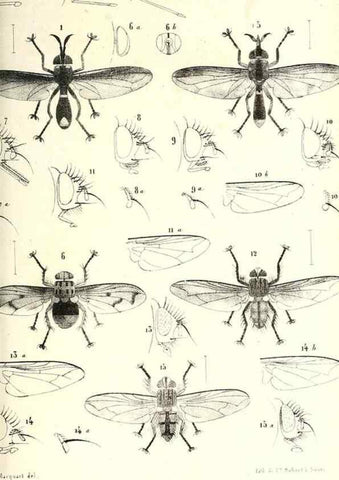 Reproducción/Reproduction 48601963831: Diptères exotiques nouveaux ou peu connus. Paris :Roret,1838-[43]. 