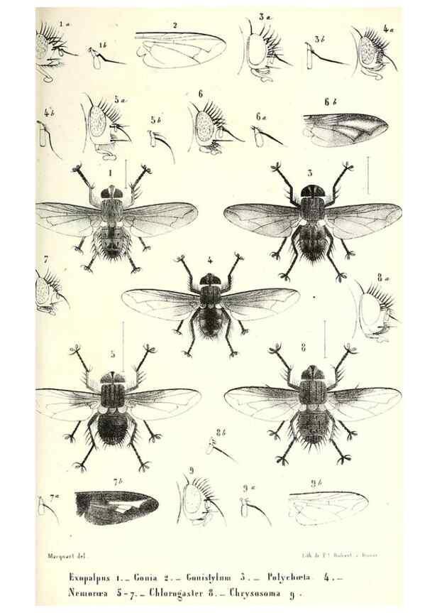 Reproducción/Reproduction 48602100047: Diptères exotiques nouveaux ou peu connus. Paris :Roret,1838-[43]. 