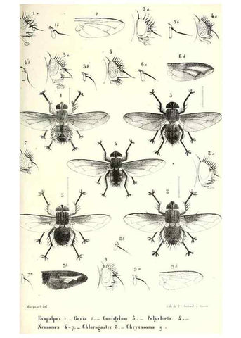Reproducción/Reproduction 48602100047: Diptères exotiques nouveaux ou peu connus. Paris :Roret,1838-[43]. 
