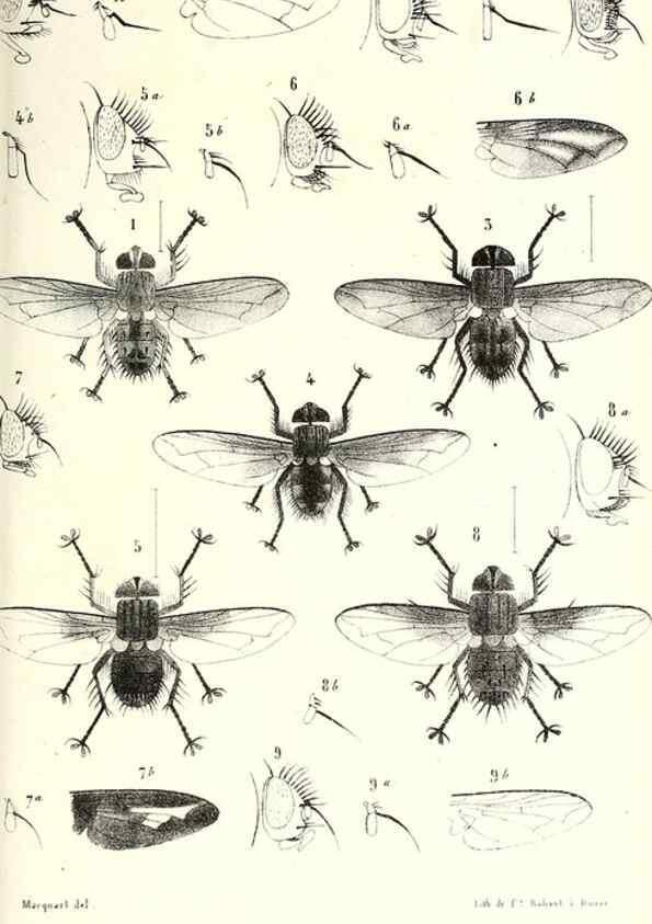 Reproducción/Reproduction 48602100047: Diptères exotiques nouveaux ou peu connus. Paris :Roret,1838-[43]. 