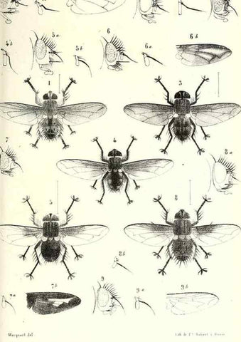 Reproducción/Reproduction 48602100047: Diptères exotiques nouveaux ou peu connus. Paris :Roret,1838-[43]. 