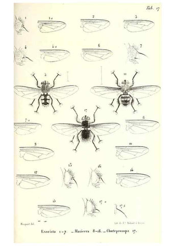 Reproducción/Reproduction 48602100472: Diptères exotiques nouveaux ou peu connus. Paris :Roret,1838-[43]. 