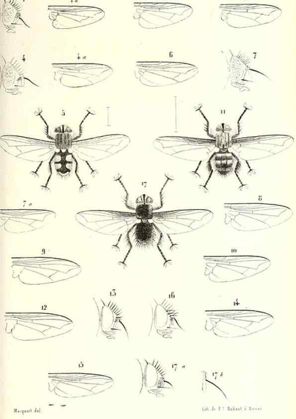 Reproducción/Reproduction 48602100472: Diptères exotiques nouveaux ou peu connus. Paris :Roret,1838-[43]. 