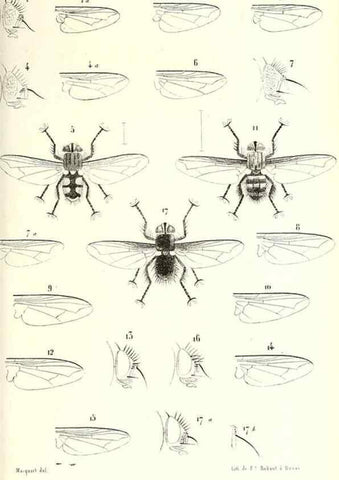 Reproducción/Reproduction 48602100472: Diptères exotiques nouveaux ou peu connus. Paris :Roret,1838-[43]. 