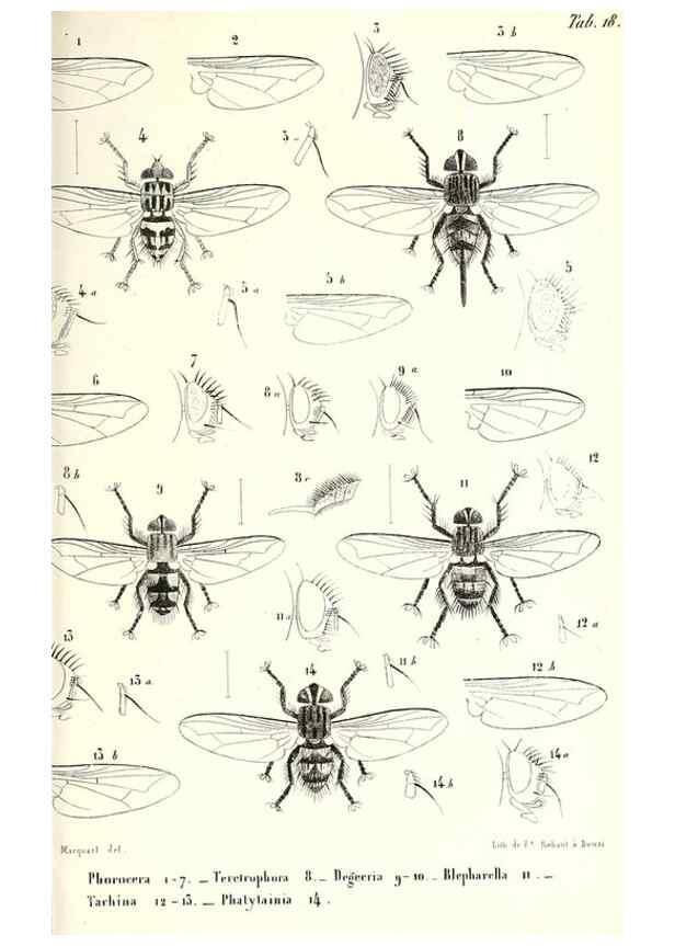 Reproducción/Reproduction 48601965276: Diptères exotiques nouveaux ou peu connus. Paris :Roret,1838-[43]. 