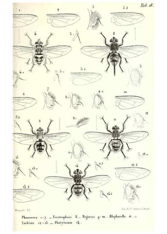 Reproducción/Reproduction 48601965276: Diptères exotiques nouveaux ou peu connus. Paris :Roret,1838-[43]. 