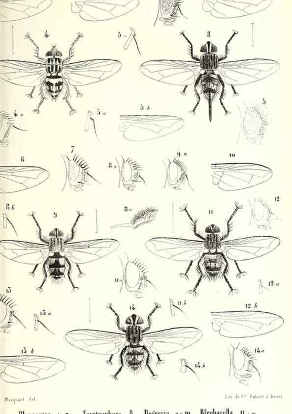 Reproducción/Reproduction 48601965276: Diptères exotiques nouveaux ou peu connus. Paris :Roret,1838-[43]. 