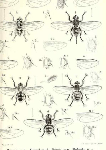 Reproducción/Reproduction 48601965276: Diptères exotiques nouveaux ou peu connus. Paris :Roret,1838-[43]. 