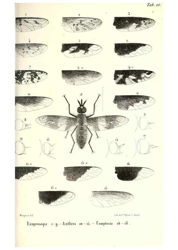 Reproducción/Reproduction 48601961306: Diptères exotiques nouveaux ou peu connus. Paris :Roret,1838-[43]. 
