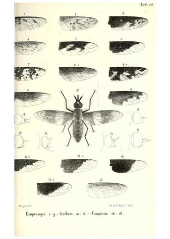 Reproducción/Reproduction 48601961306: Diptères exotiques nouveaux ou peu connus. Paris :Roret,1838-[43]. 