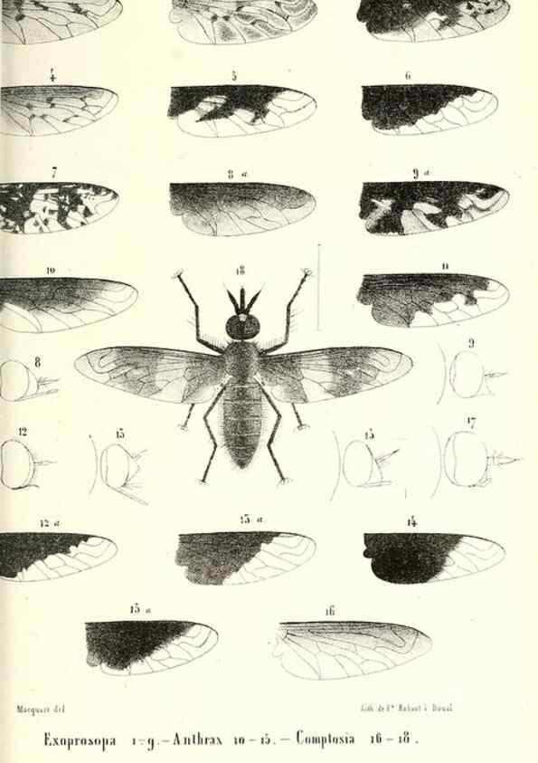 Reproducción/Reproduction 48601961306: Diptères exotiques nouveaux ou peu connus. Paris :Roret,1838-[43]. 