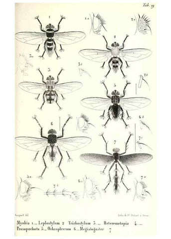 Reproducción/Reproduction 48602101472: Diptères exotiques nouveaux ou peu connus. Paris :Roret,1838-[43]. 