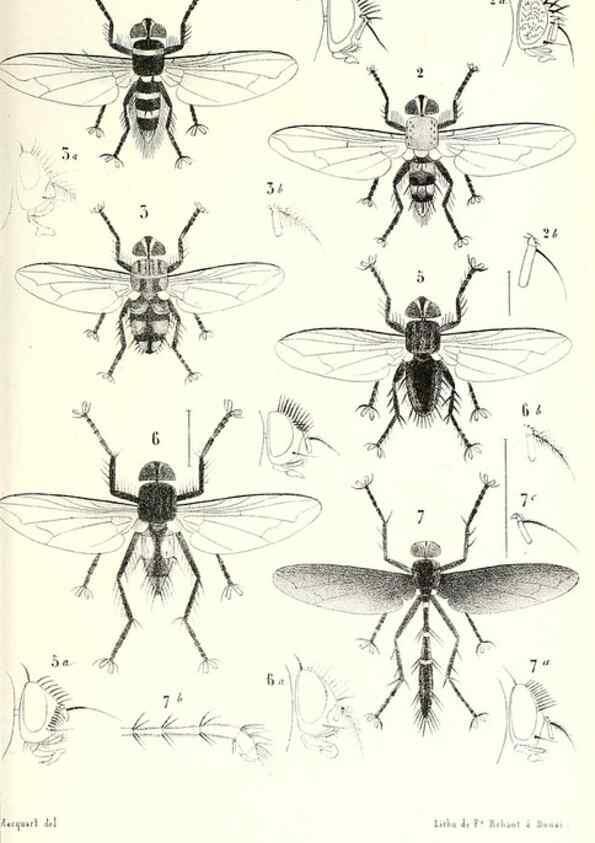 Reproducción/Reproduction 48602101472: Diptères exotiques nouveaux ou peu connus. Paris :Roret,1838-[43]. 