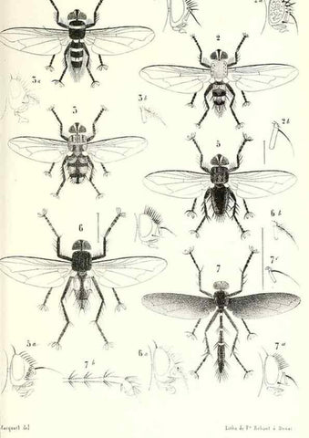 Reproducción/Reproduction 48602101472: Diptères exotiques nouveaux ou peu connus. Paris :Roret,1838-[43]. 