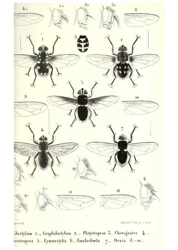 Reproducción/Reproduction 48602102447: Diptères exotiques nouveaux ou peu connus. Paris :Roret,1838-[43]. 