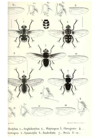 Reproducción/Reproduction 48602102447: Diptères exotiques nouveaux ou peu connus. Paris :Roret,1838-[43]. 