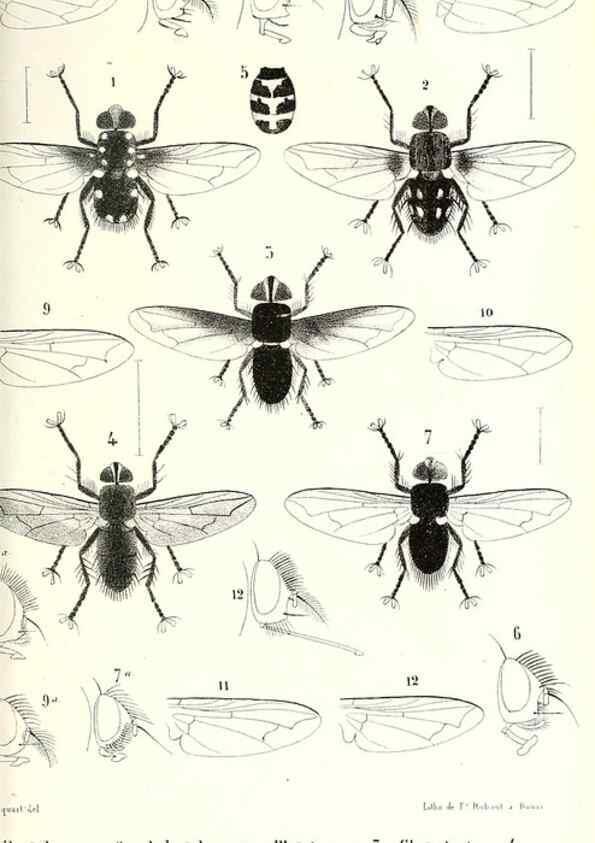 Reproducción/Reproduction 48602102447: Diptères exotiques nouveaux ou peu connus. Paris :Roret,1838-[43]. 