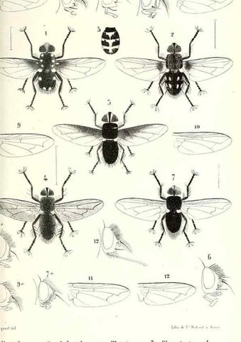 Reproducción/Reproduction 48602102447: Diptères exotiques nouveaux ou peu connus. Paris :Roret,1838-[43]. 