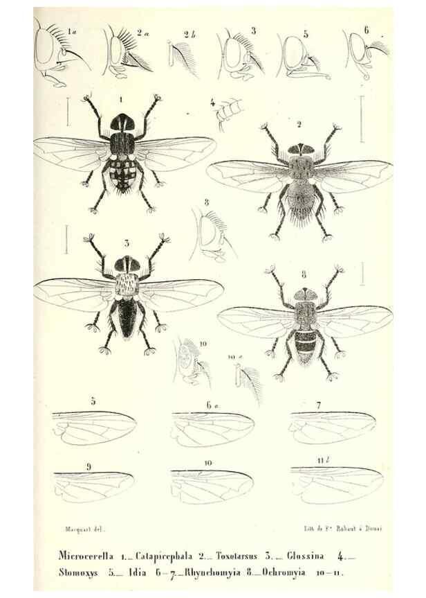 Reproducción/Reproduction 48602102877: Diptères exotiques nouveaux ou peu connus. Paris :Roret,1838-[43]. 