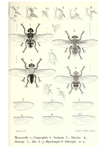Reproducción/Reproduction 48602102877: Diptères exotiques nouveaux ou peu connus. Paris :Roret,1838-[43]. 