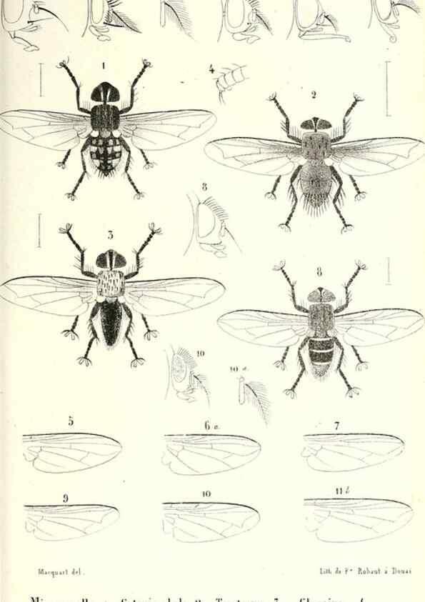 Reproducción/Reproduction 48602102877: Diptères exotiques nouveaux ou peu connus. Paris :Roret,1838-[43]. 