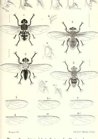 Reproducción/Reproduction 48602102877: Diptères exotiques nouveaux ou peu connus. Paris :Roret,1838-[43]. 