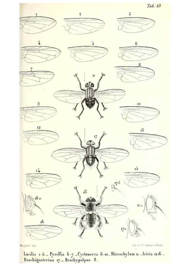 Reproducción/Reproduction 48602103462: Diptères exotiques nouveaux ou peu connus. Paris :Roret,1838-[43]. 