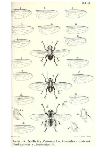 Reproducción/Reproduction 48602103462: Diptères exotiques nouveaux ou peu connus. Paris :Roret,1838-[43]. 